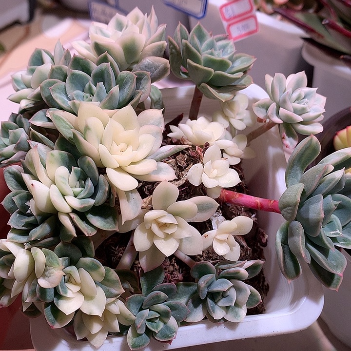 月亮仙子群锦锦锦锦