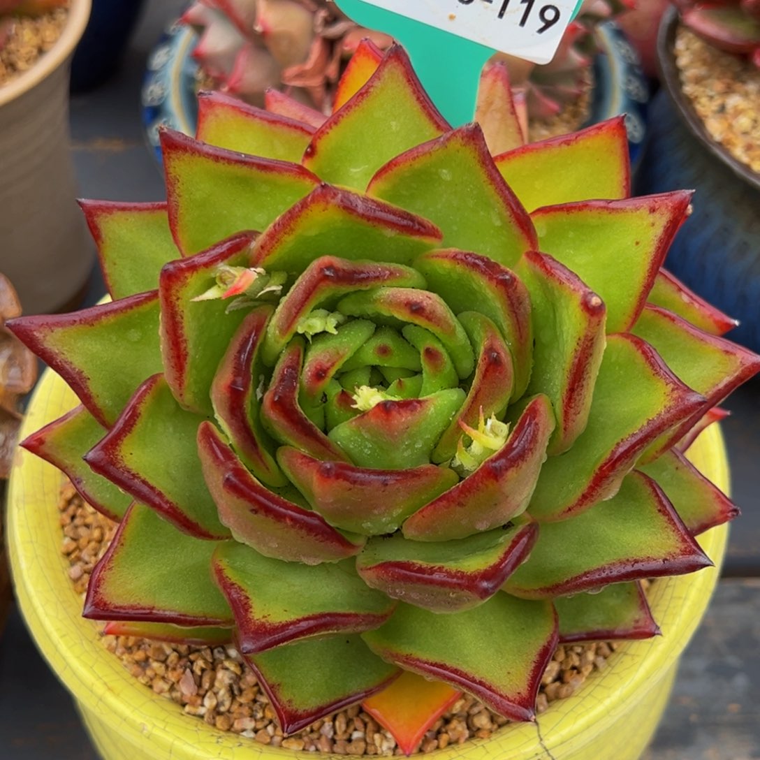 从前慢多肉精选编号0306.119