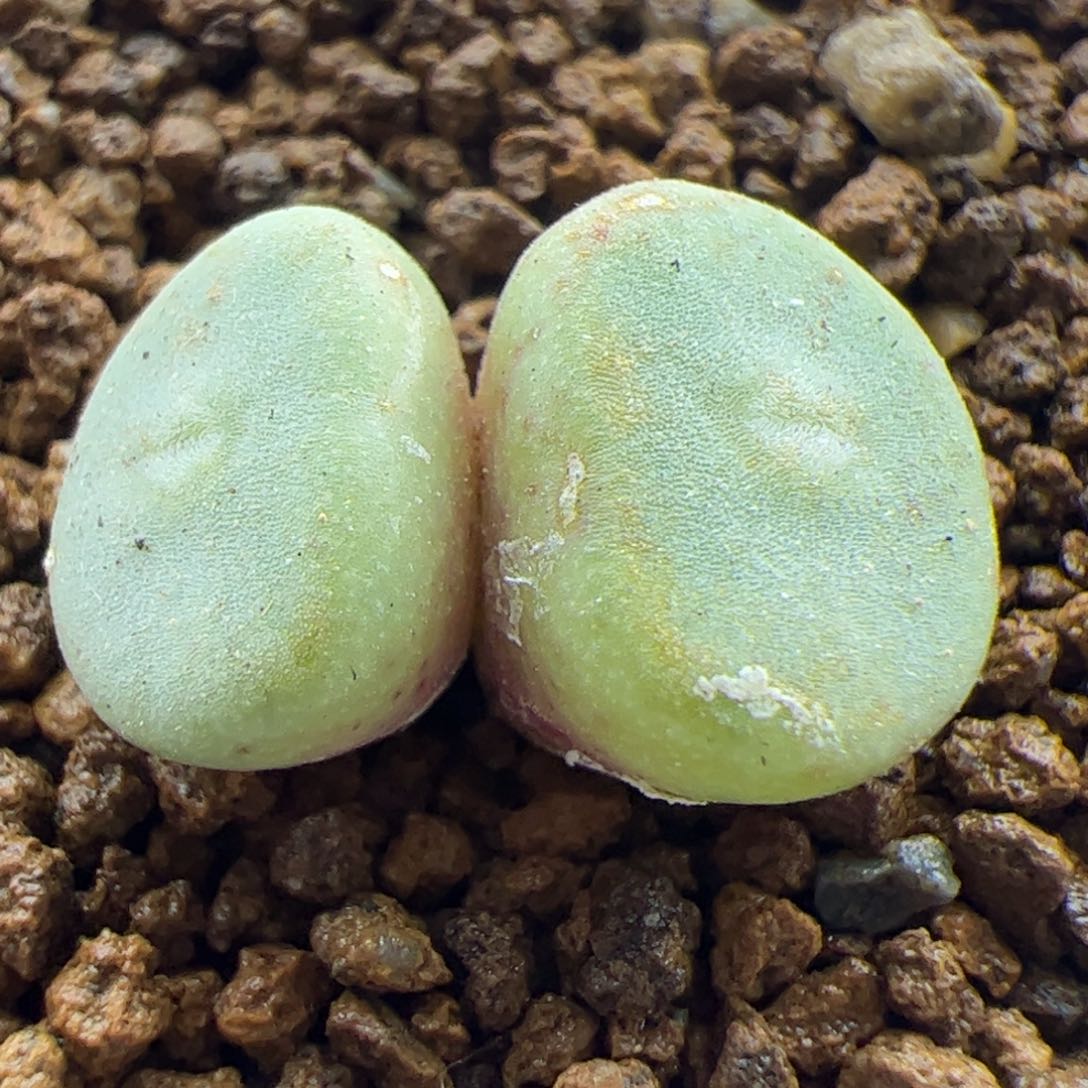 大家过年好22838