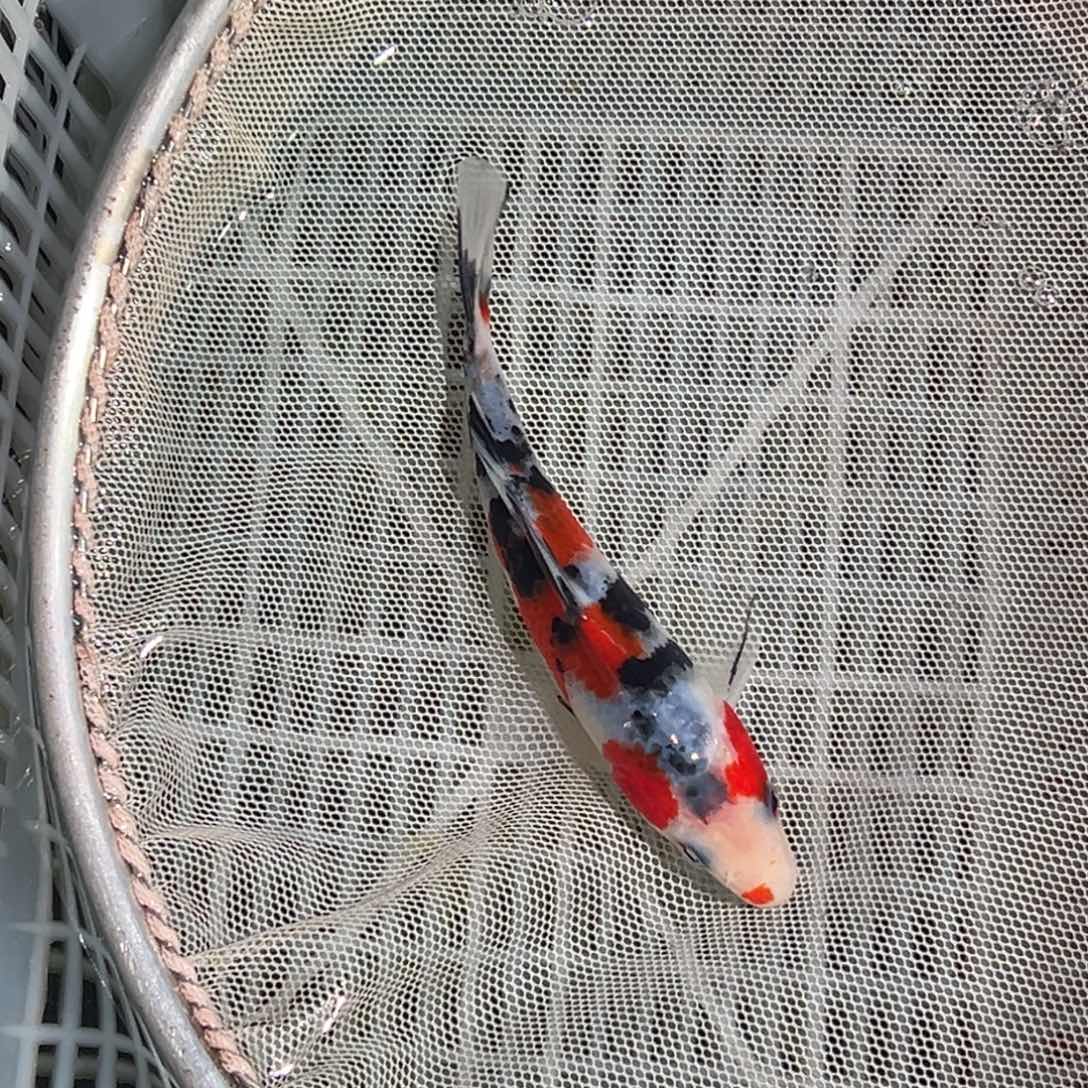 海水鱼锦鲤观赏鱼