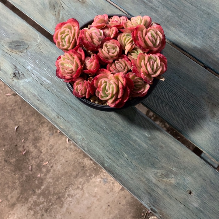 樱****一物一拍一物一拍