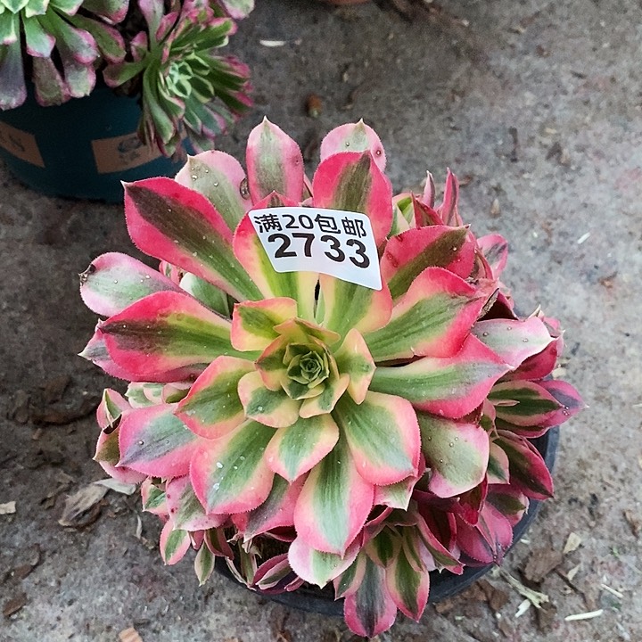 2733 一颗粉女巫法师