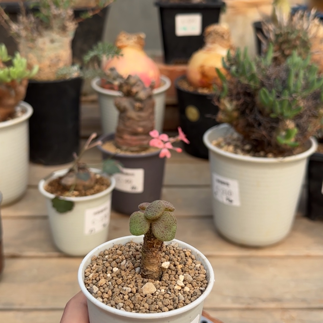 194薛辉圣塔满50包邮