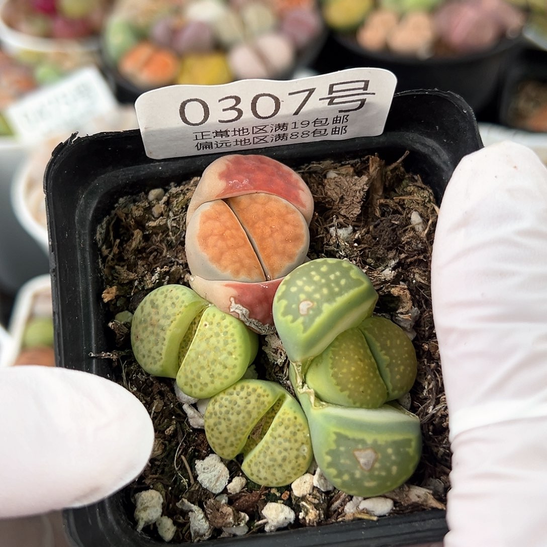 好养易活生石花大母本0307