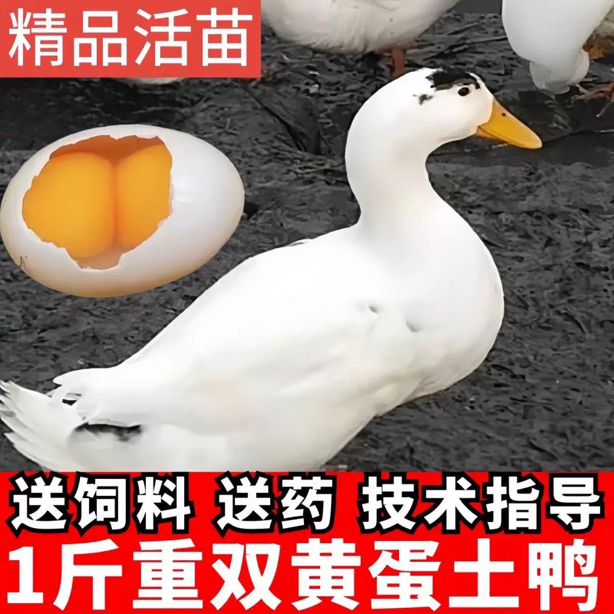 一斤花边鸭正宗白色花边鸭散养鸭脱温苗宠物鸭双黄蛋鸭活苗包邮