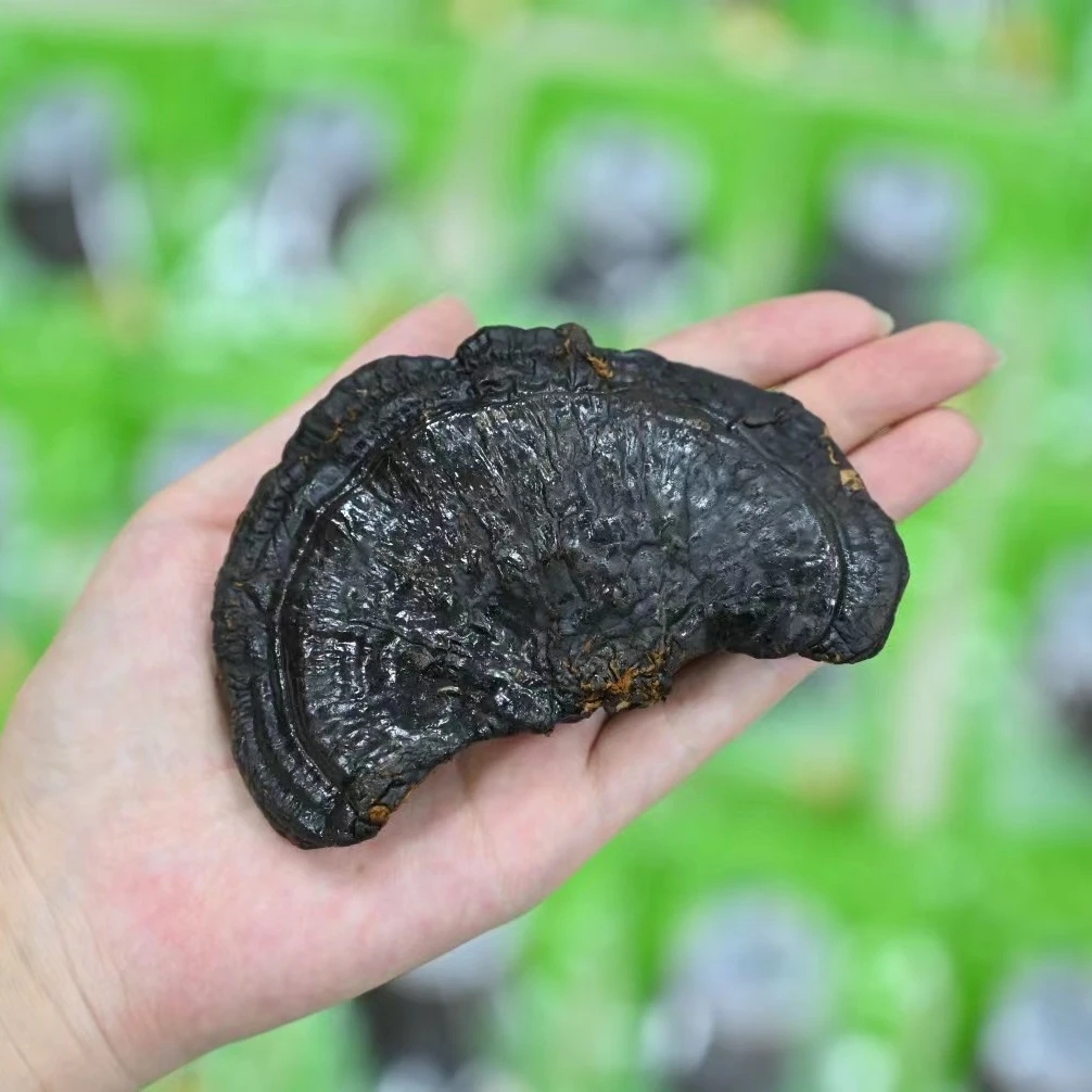 【买10送1】长白山黑灵芝免洗林芝煮水煲汤泡酒重量12克/袋