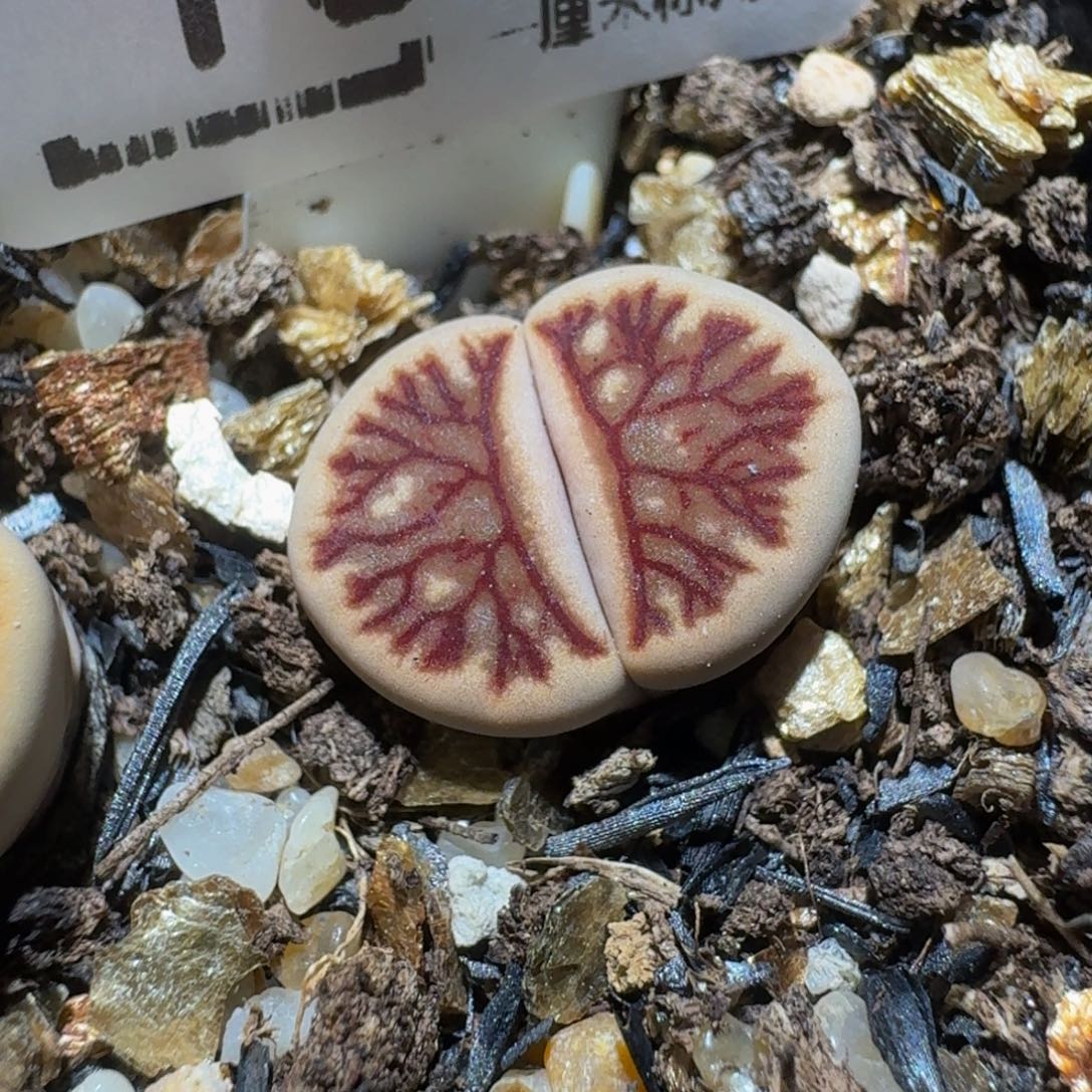 zzzz生石花肉锥1619