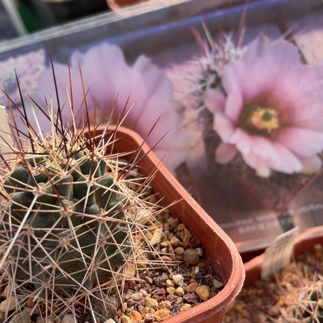 鹿角柱实生仙人球白花卫美玉