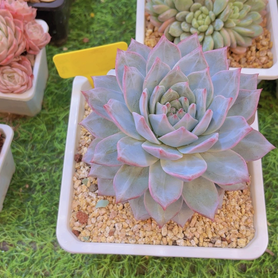 ℳ***香云南金致家精品多肉