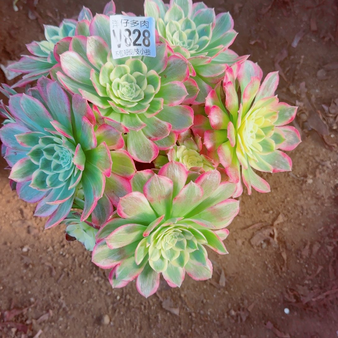 海王法师828冠幅20