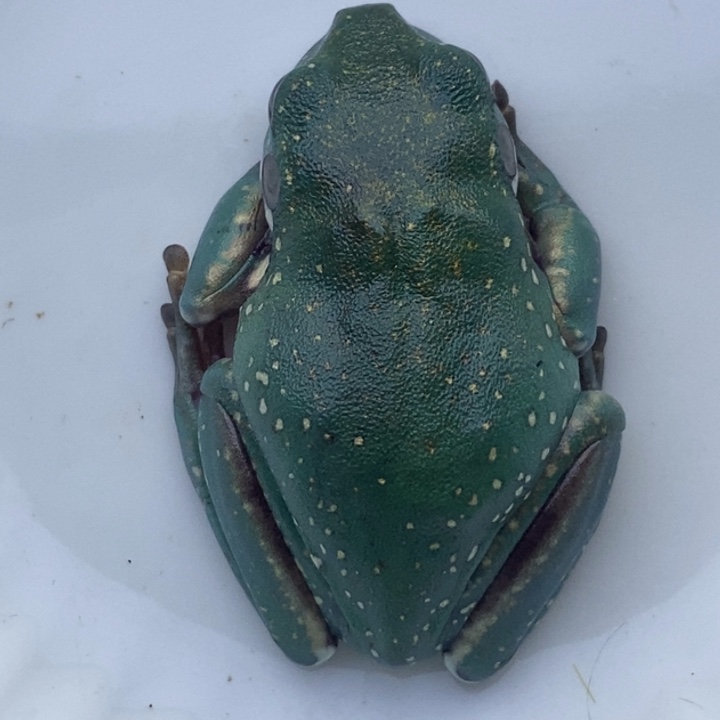 老爷树蛙24h蓝子代08号金胳膊金腿