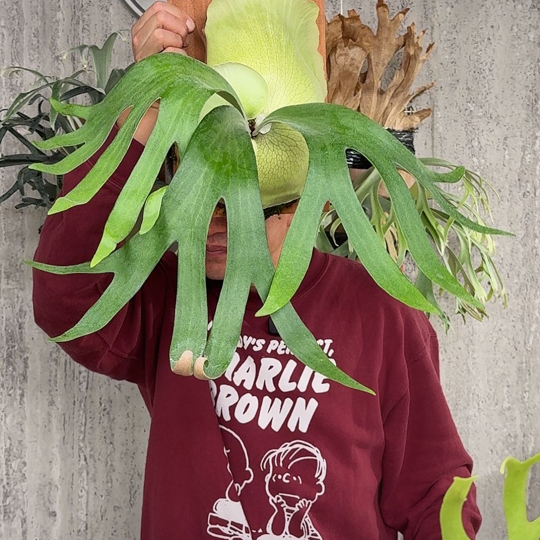 完全开放卷卷鹿鹿角蕨春野花园