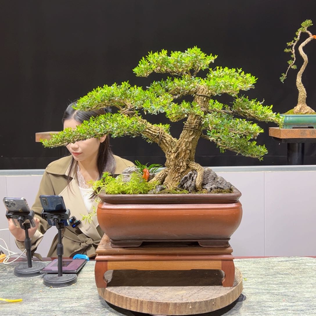 四季常青老桩黄杨盆景