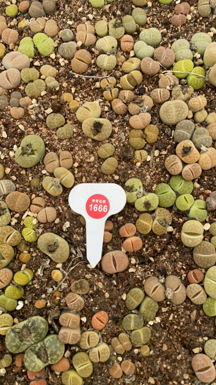 多肉植物生石花组合盆栽原盆带土新手好养爆盆套餐1666