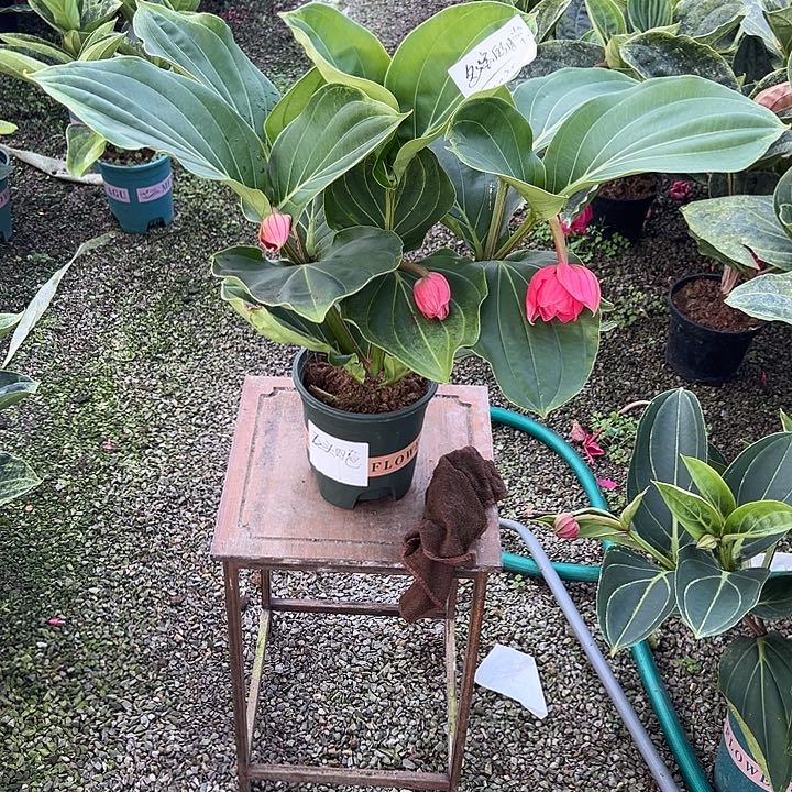 多***活少量花朵（建议范围：2朵-5朵 或40%以下）