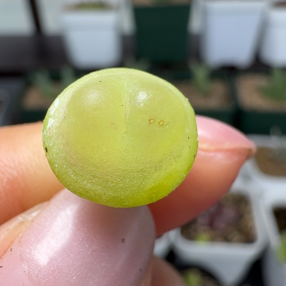 660拉拉四年尺寸1.2左右