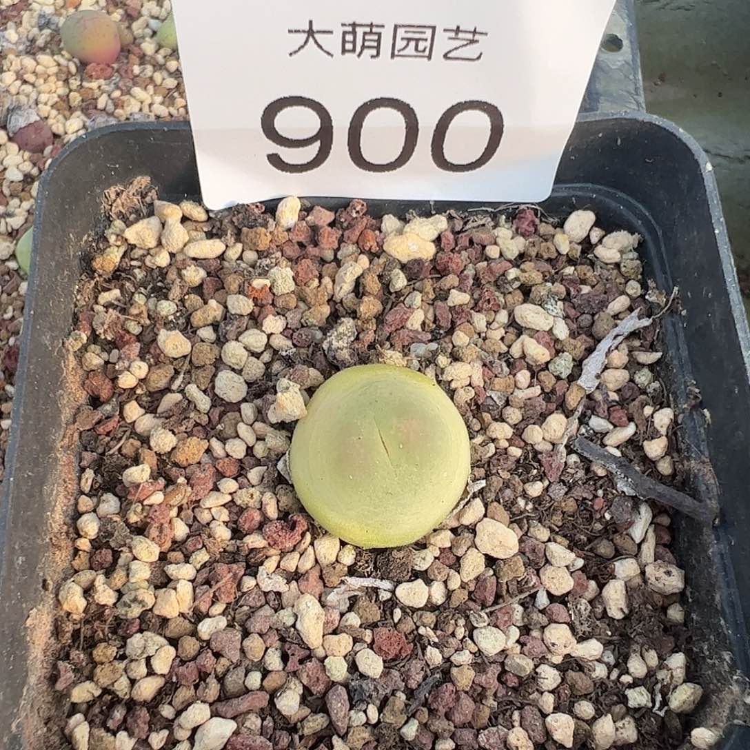 一物一拍            脱土发900