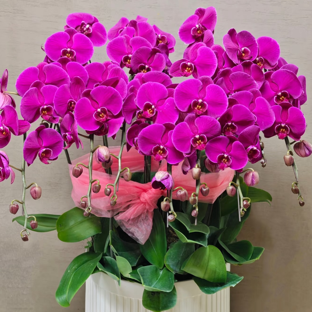 兰蝶花语大辣椒蝴蝶兰
