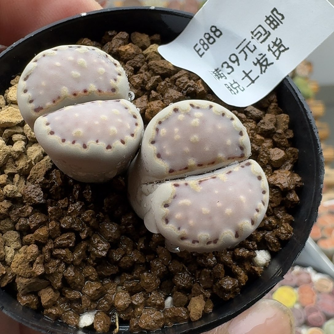 888多肉哈哈哈哈哈哈哈哈