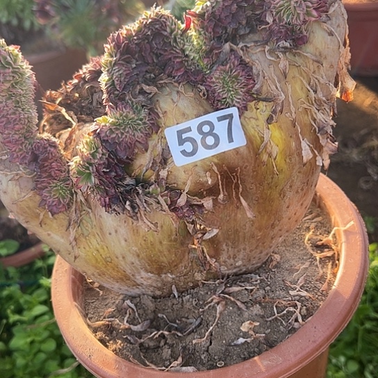 @***@多肉植物一个有伤587