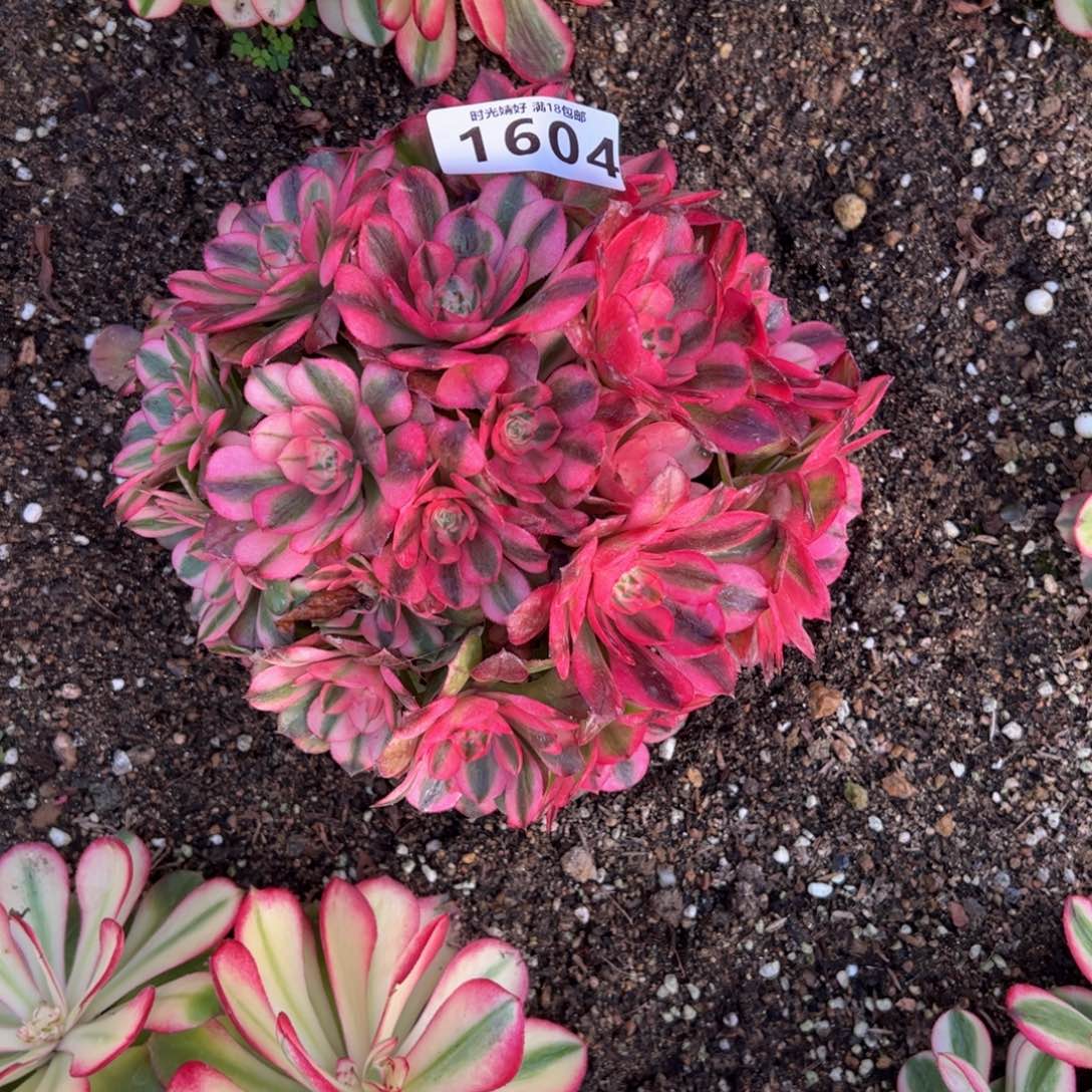 Y*1604荔枝多肉植物