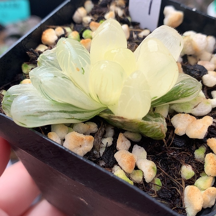 黑水晶锦一物一拍