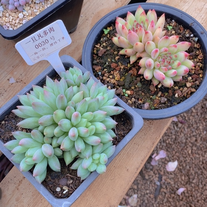 我不敢看电视我在床