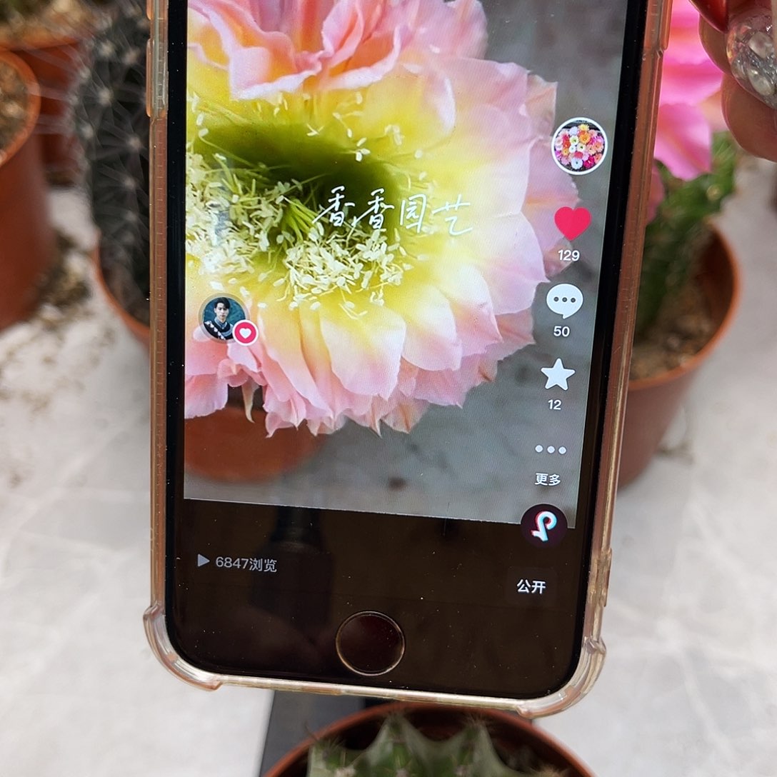 彩草比心6-7公分左右