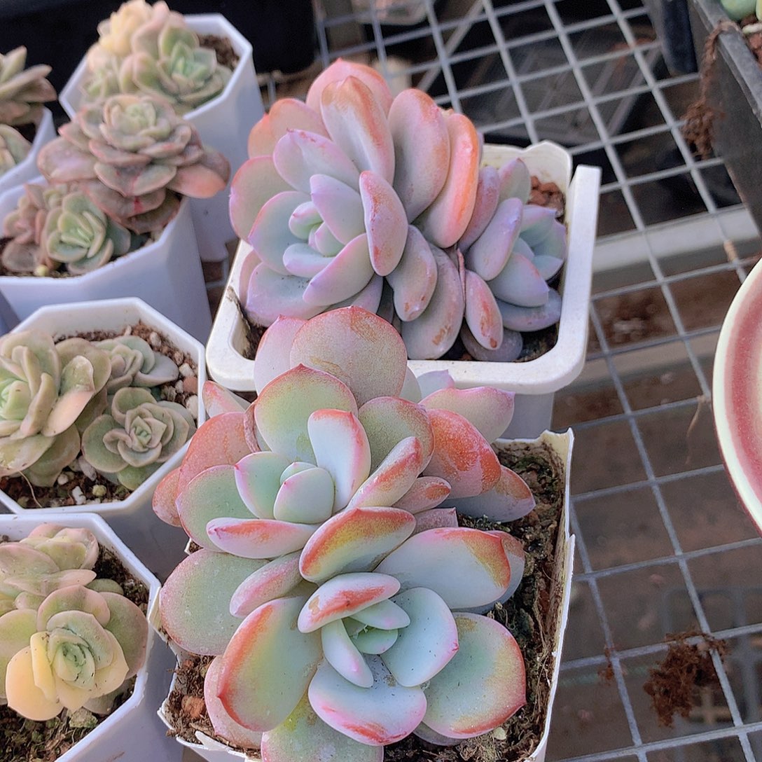 多头奶茶4578889999