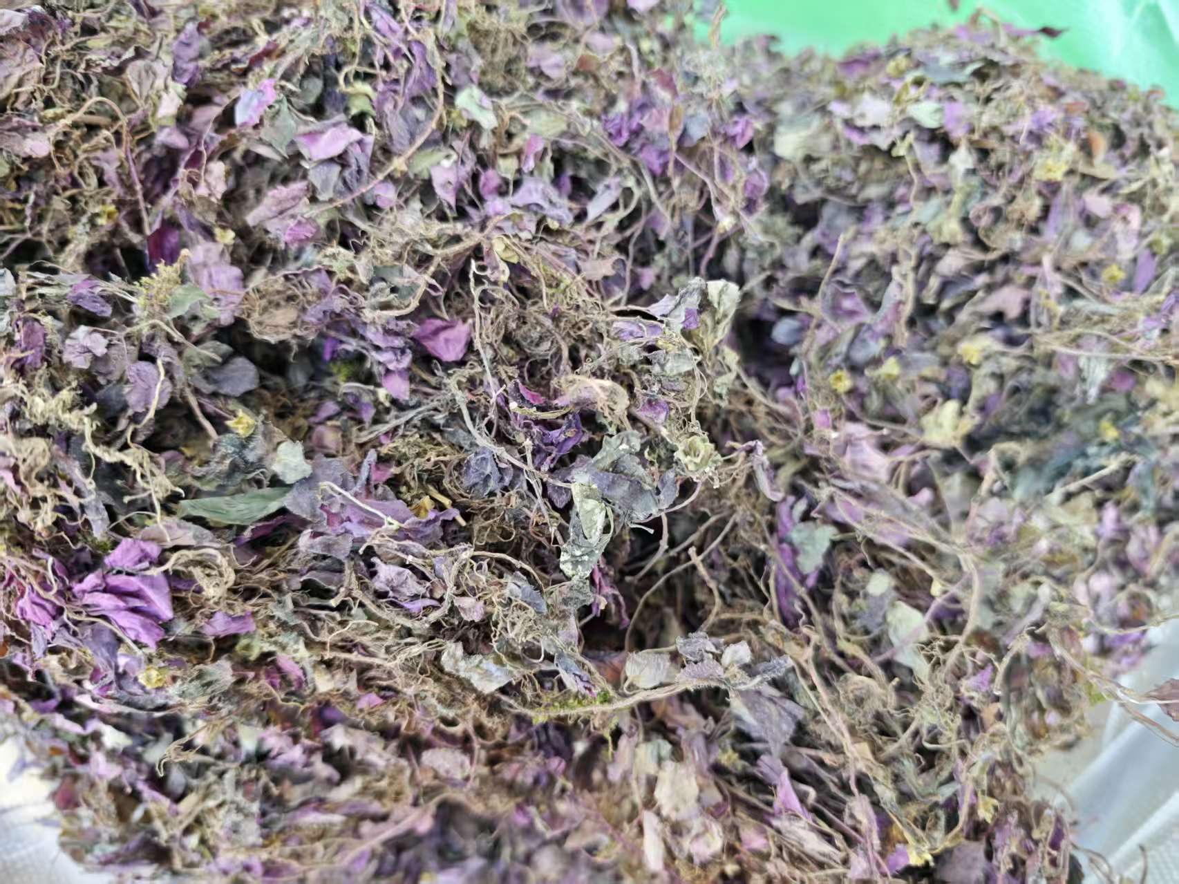 云南深山优选好物-风柜斗草