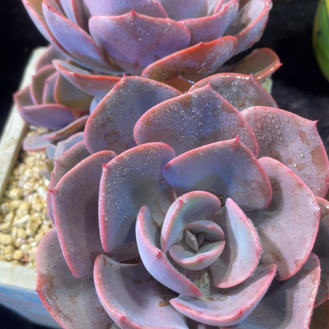 尘埃玫瑰群生多肉植物