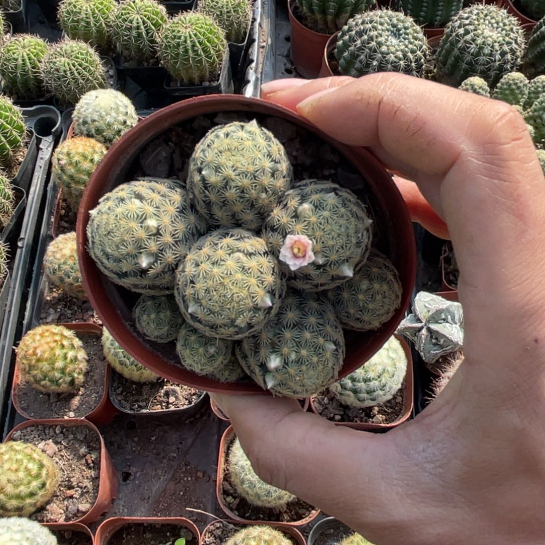 S***a多肉植物仙人球系列