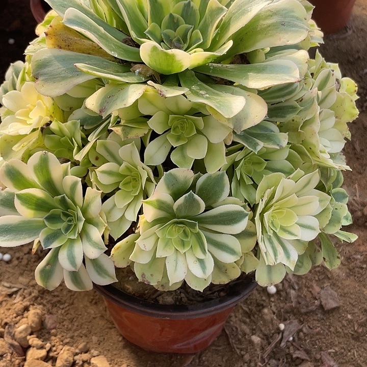 576绿豆沙多肉植物