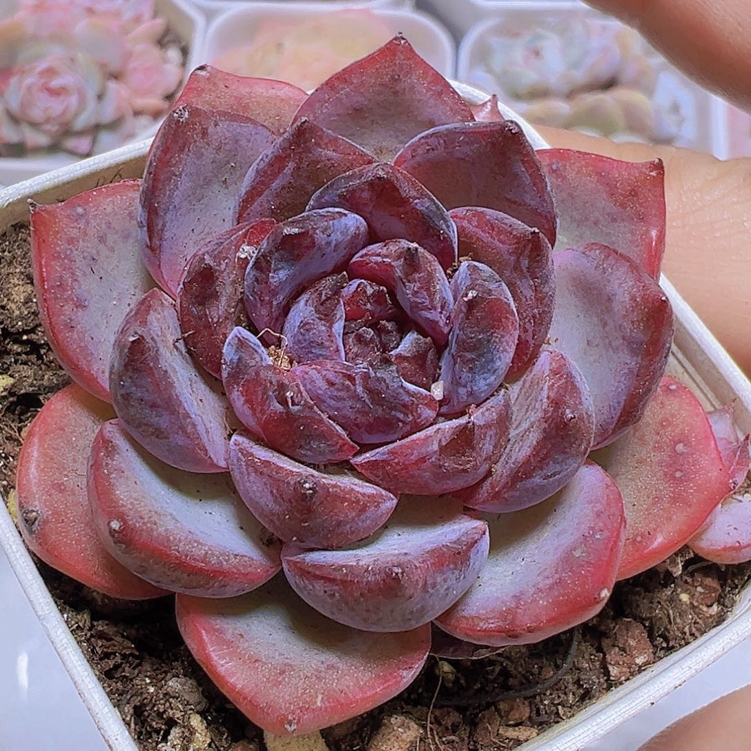 黑橙19包邮也哦肉植物