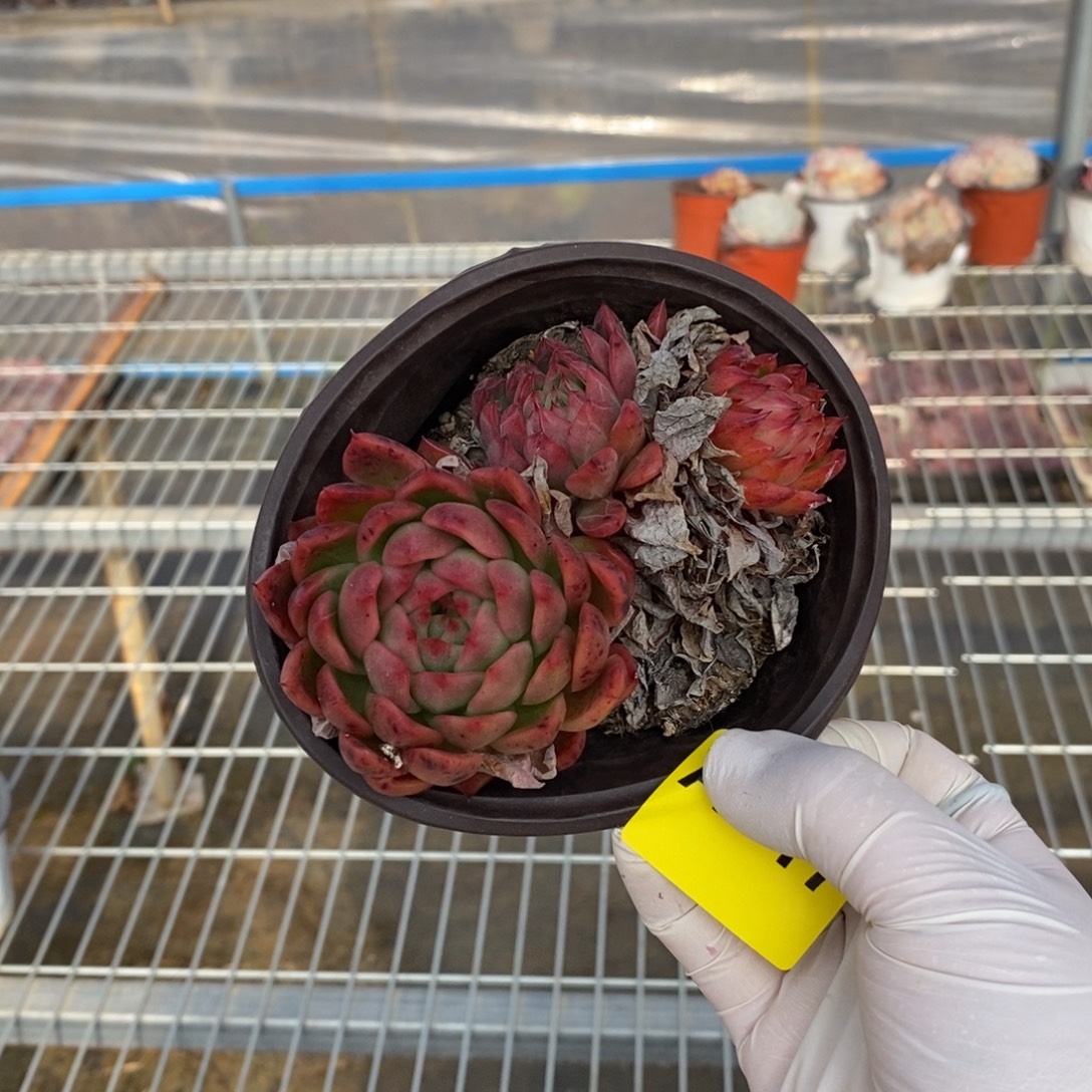 317不知名一物一拍