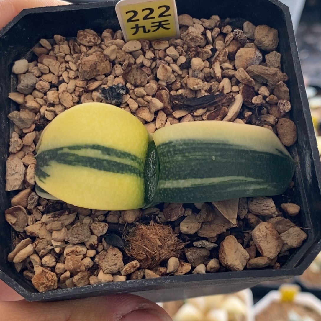 222号卧牛锦多肉植物