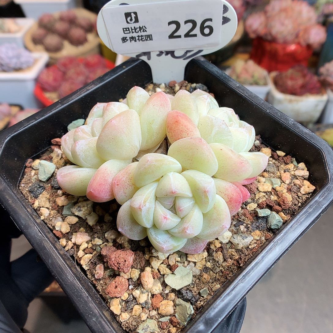 226 粉白冰玉多肉