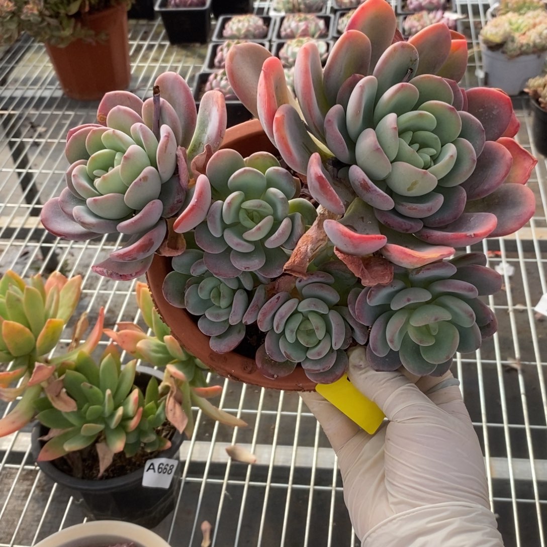 206香橙老桩一物一拍