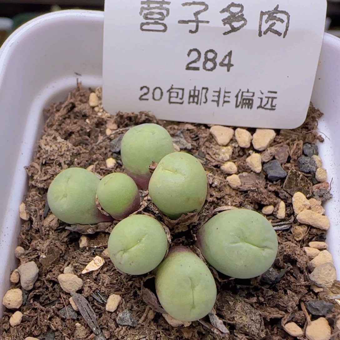 小红嘴。    带盆土发货。