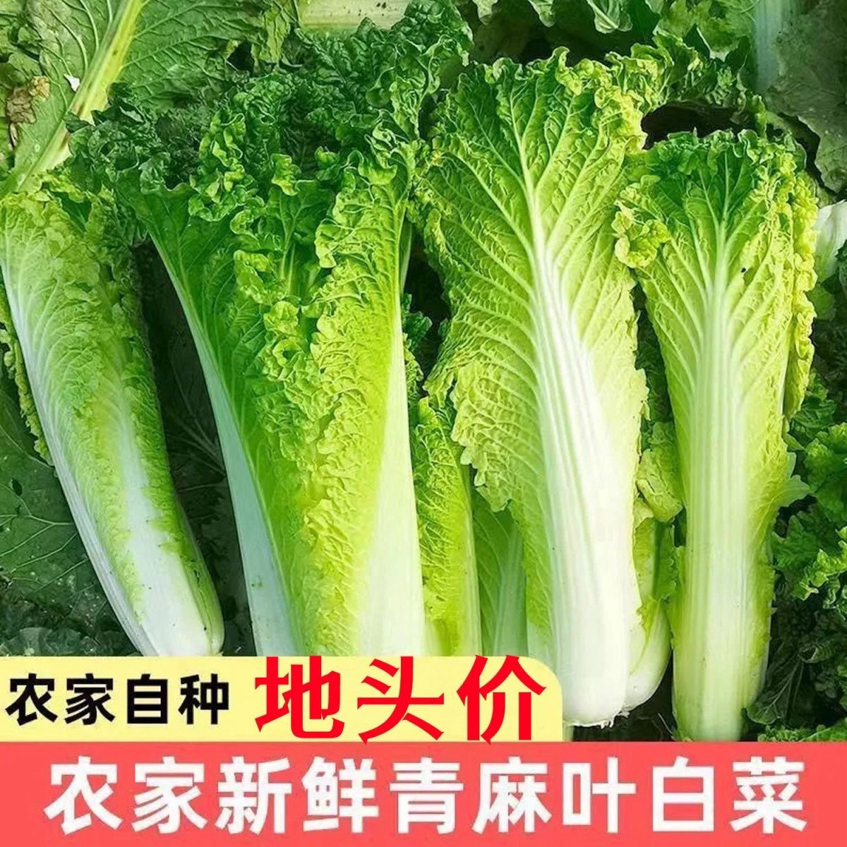 贵州高山露天自然生长麻叶青白菜新鲜现采现发蔬菜