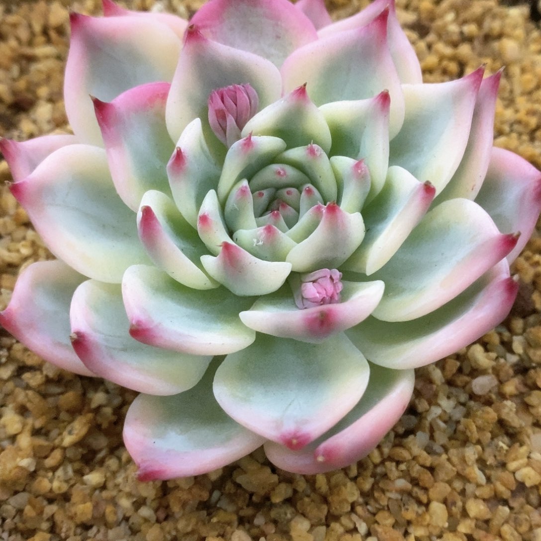 吉娃娃覆轮锦锦锦锦锦锦锦