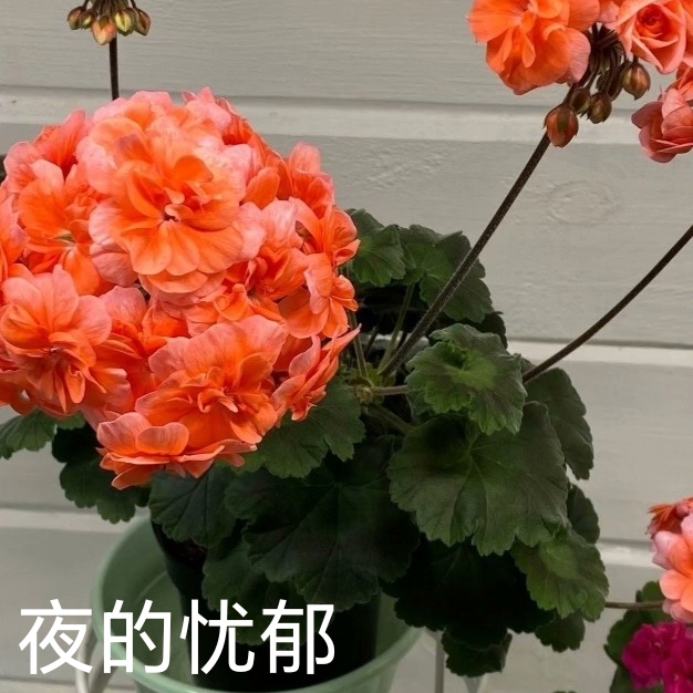 【夜的忧郁】半兽重瓣天竺葵