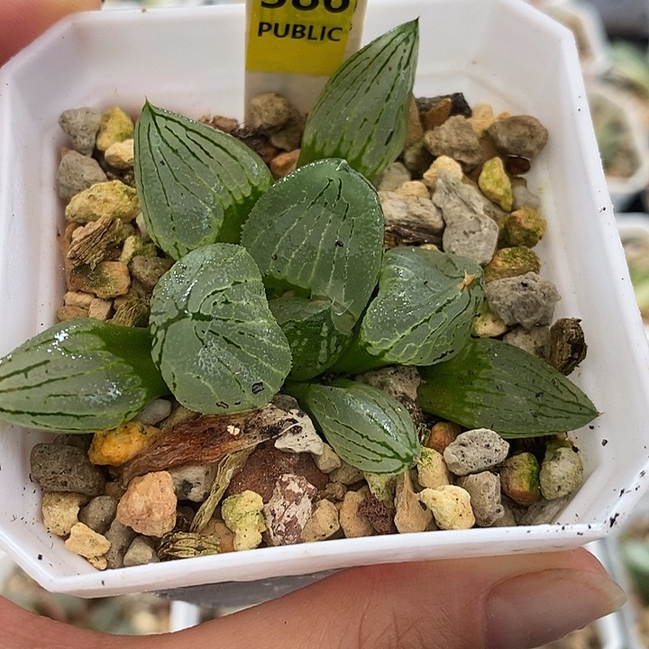 386虞美人寿锦一物一拍