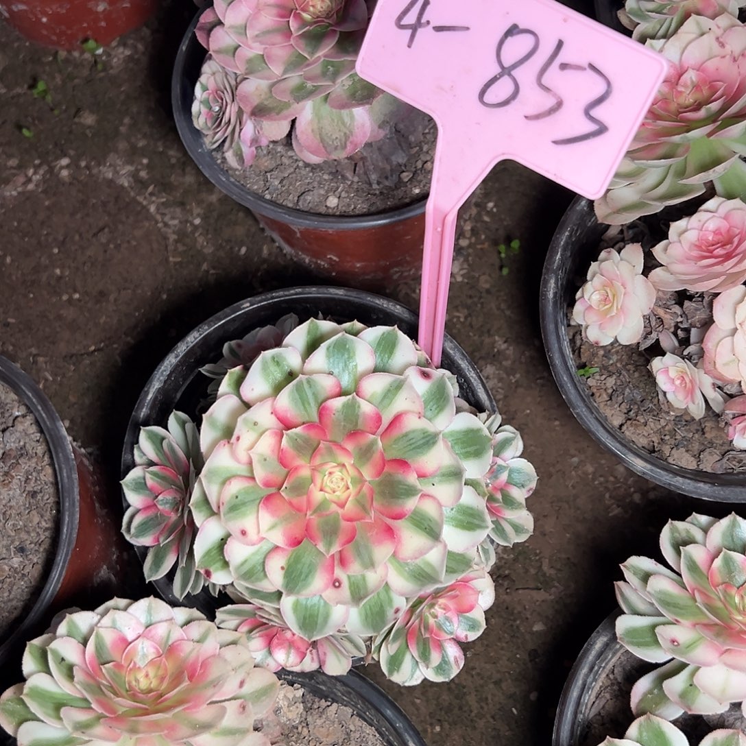 4-853倾城多肉法师