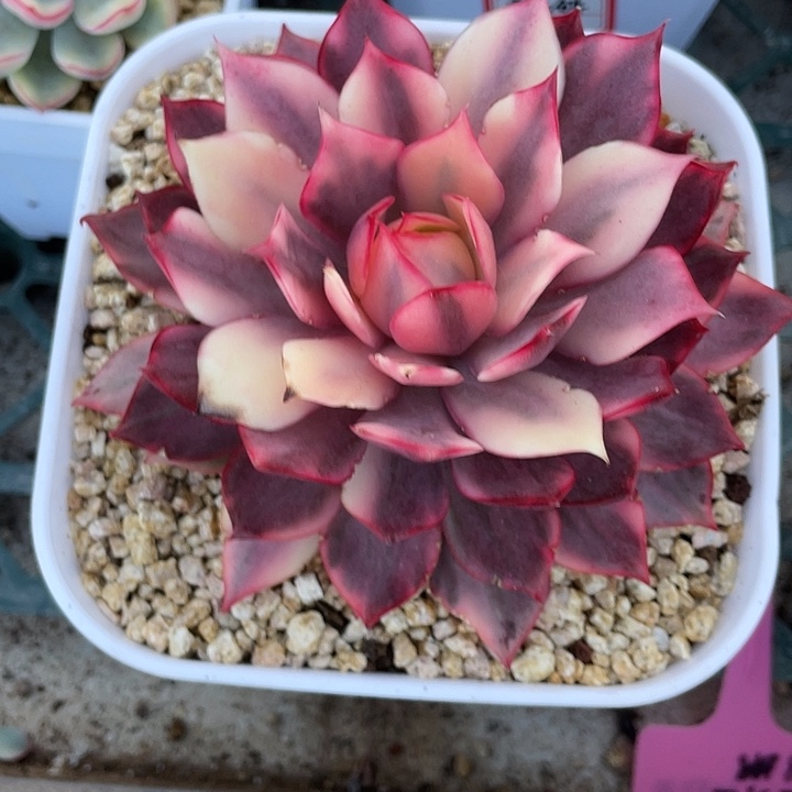 左***纯宝莲灯锦一物一拍锦龙