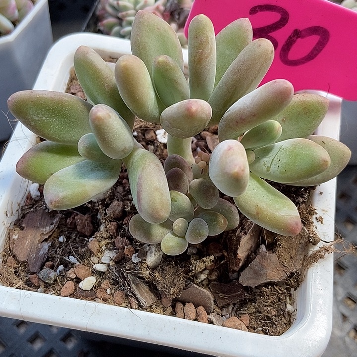 多肉植物芒果奶30多肉