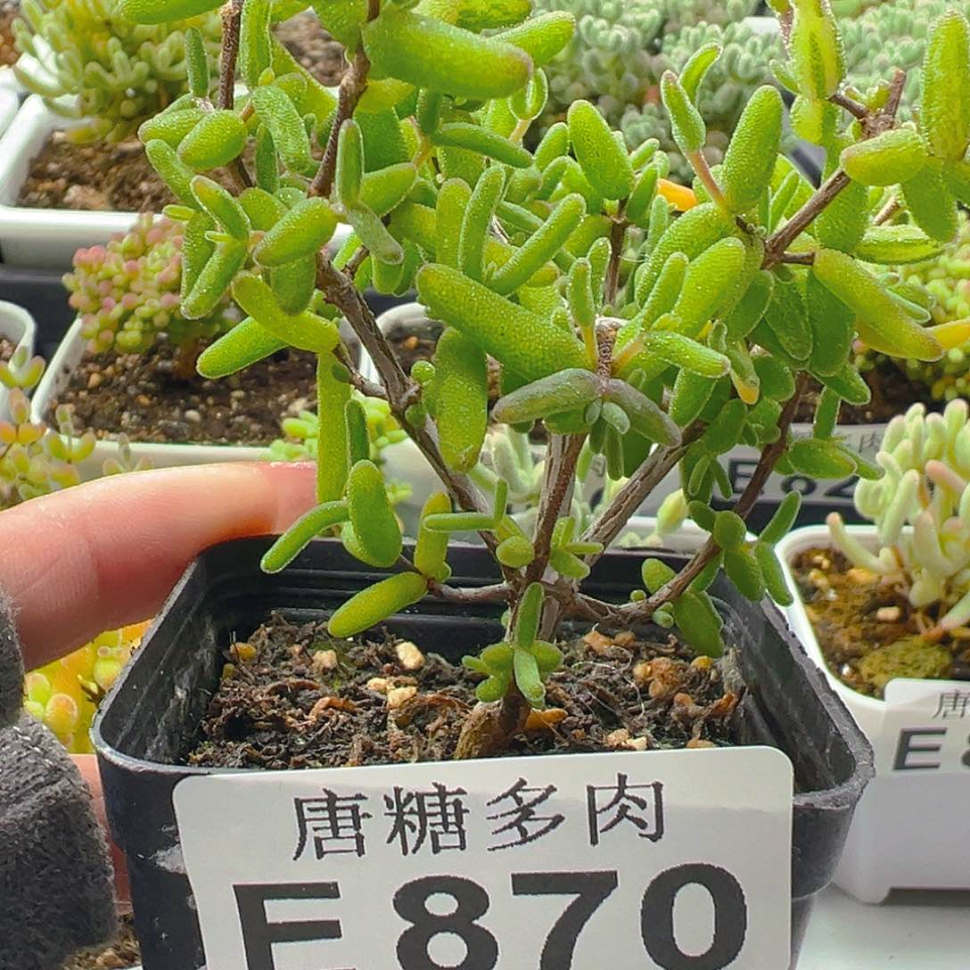 彩虹卷870。            