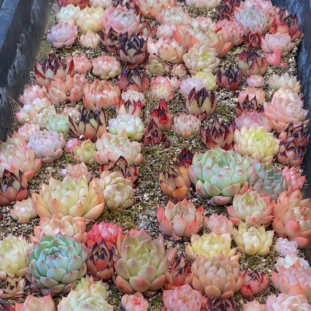 008多肉植物保护研究所所长助理研究员和