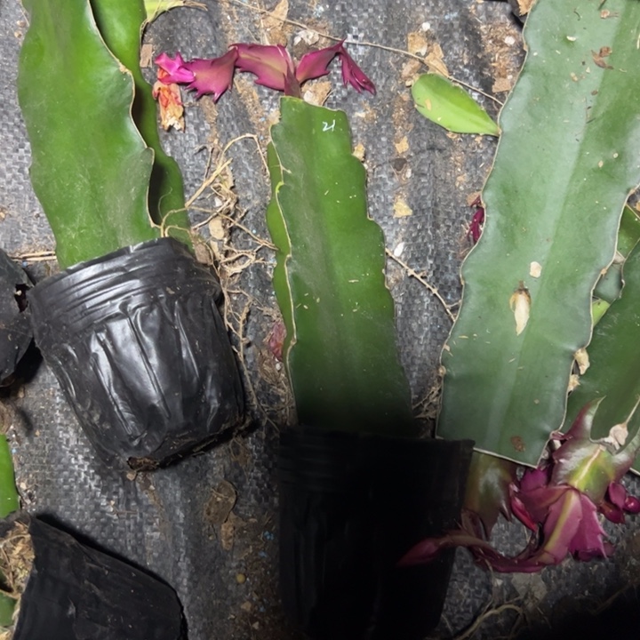 桑吉塔嫁接小破苗一颗无售后21号