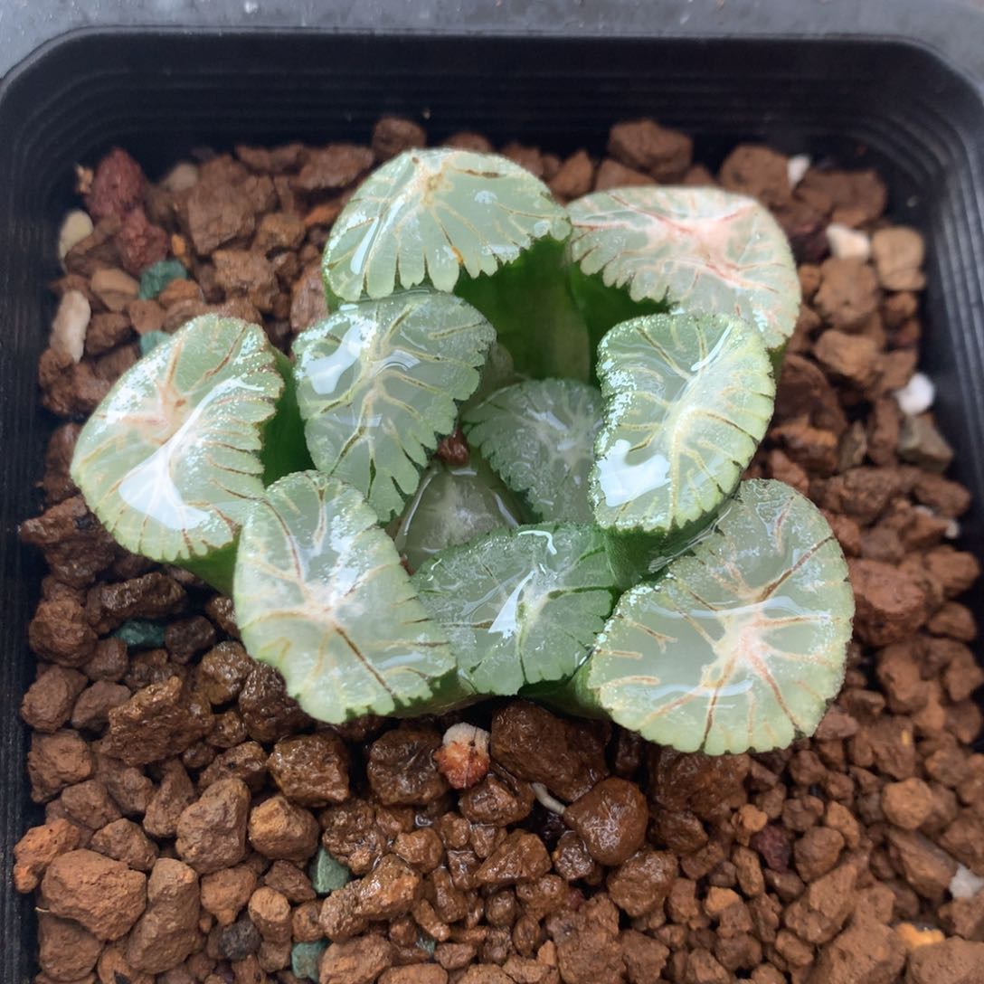 风之谷万象一物一拍
